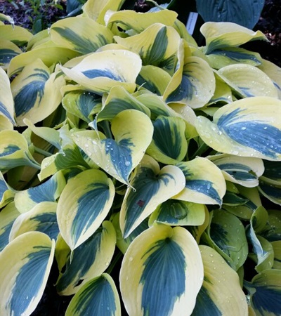 Hosta Shadowland® Autumn Frost